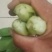 上海青精品油菜