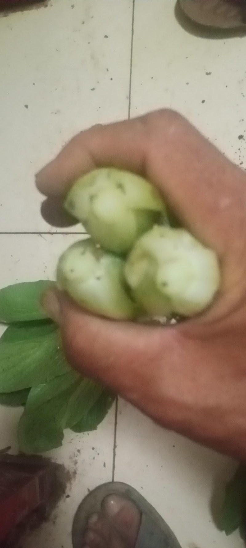 上海青精品油菜