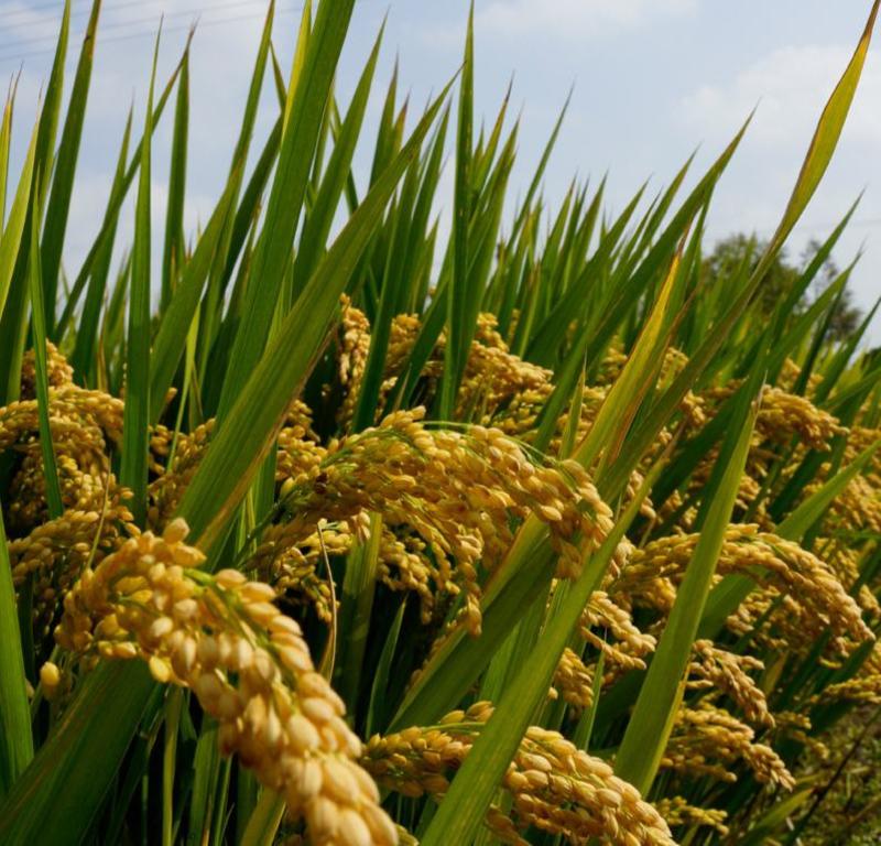 水稻种子珍珠米种子稻谷种籽香米糯米优质高产圆粒粘米种