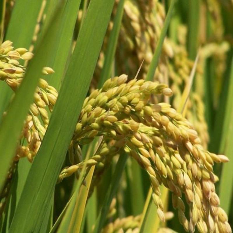 水稻种子珍珠米种子稻谷种籽香米糯米优质高产圆粒粘米种