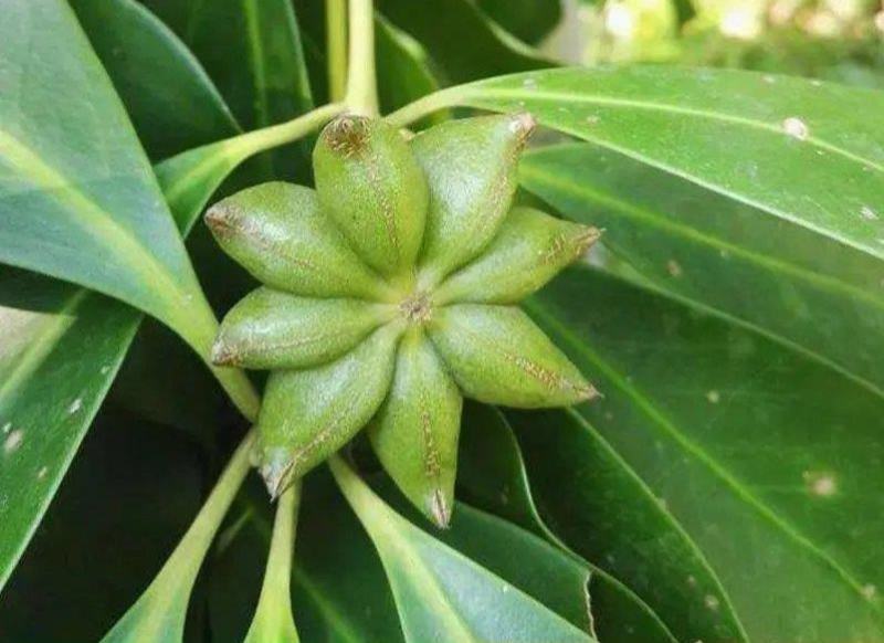 散装大茴香种子大料大红八角茴香八角珠八角香八角树八角种子