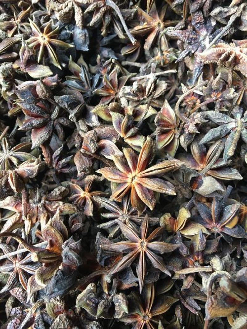 散装大茴香种子大料大红八角茴香八角珠八角香八角树八角种子