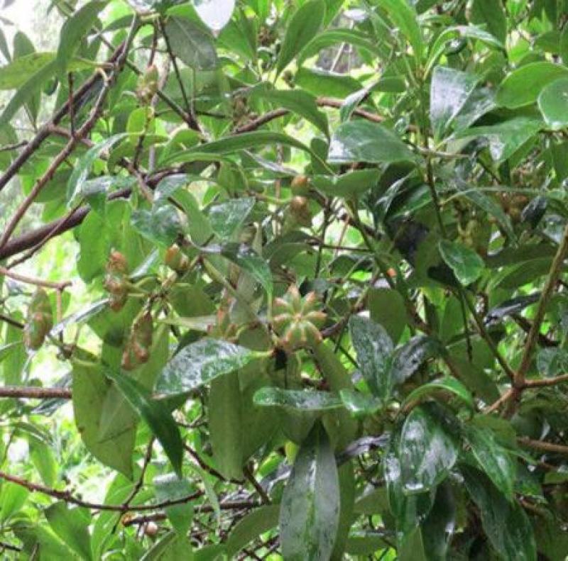 散装大茴香种子大料大红八角茴香八角珠八角香八角树八角种子