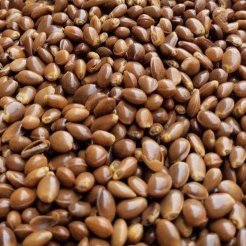 散装大茴香种子大料大红八角茴香八角珠八角香八角树八角种子