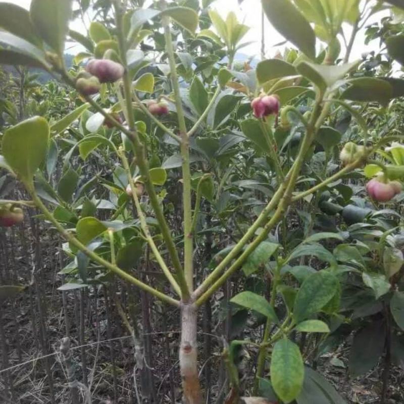散装大茴香种子大料大红八角茴香八角珠八角香八角树八角种子