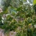 散装大茴香种子大料大红八角茴香八角珠八角香八角树八角种子
