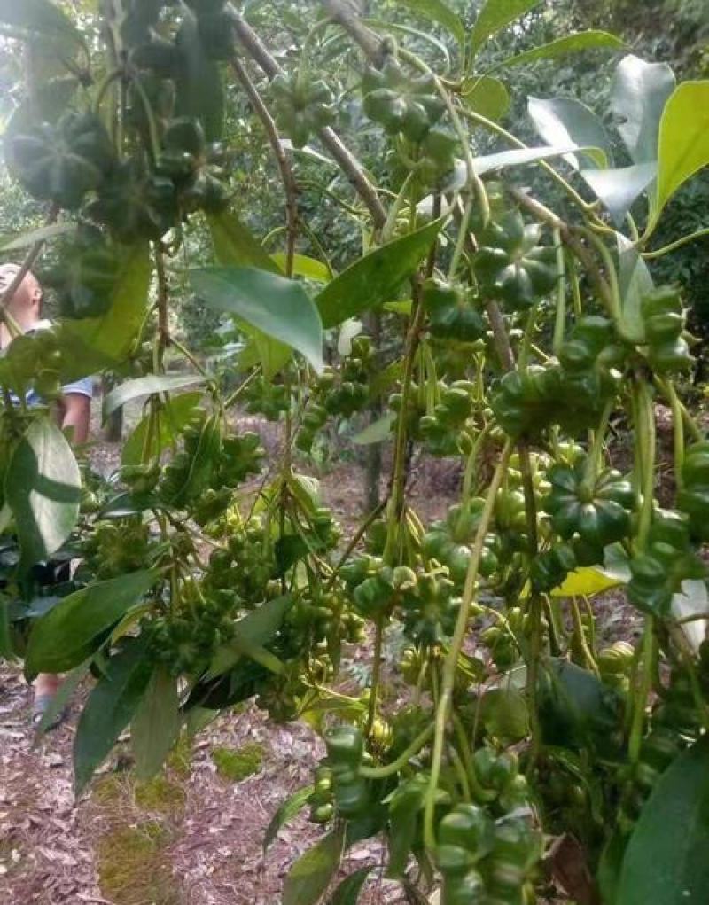 散装大茴香种子大料大红八角茴香八角珠八角香八角树八角种子