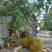 菠萝蜜树种子红肉黄肉菠萝蜜种子菠萝蜜树苗果树苗种菠萝蜜种