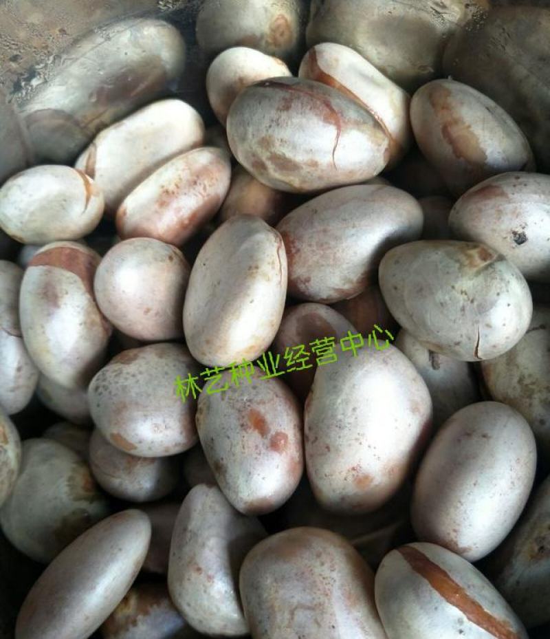 菠萝蜜树种子红肉黄肉菠萝蜜种子菠萝蜜树苗果树苗种菠萝蜜种