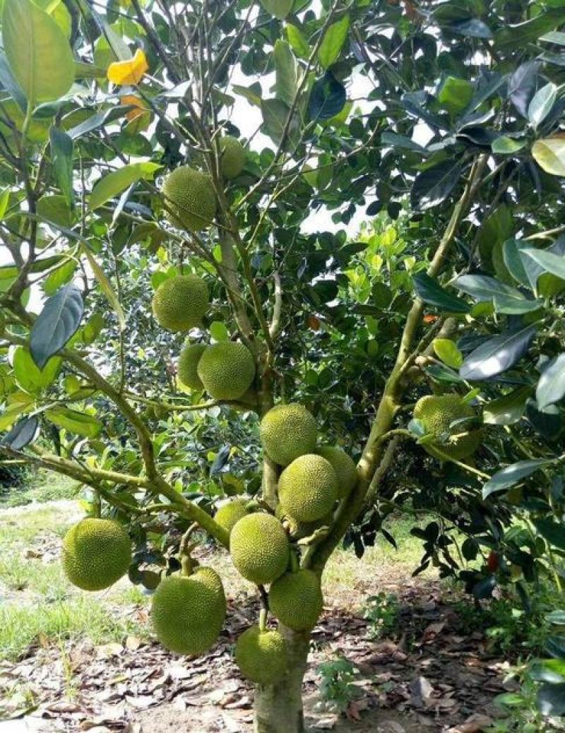 菠萝蜜树种子红肉黄肉菠萝蜜种子菠萝蜜树苗果树苗种菠萝蜜种