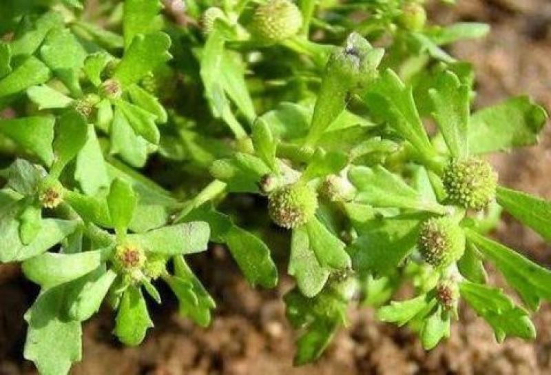 鹅不食草种子鹅不食草苗鲜草鹅不食草种苗食胡荽种子鹅不食草