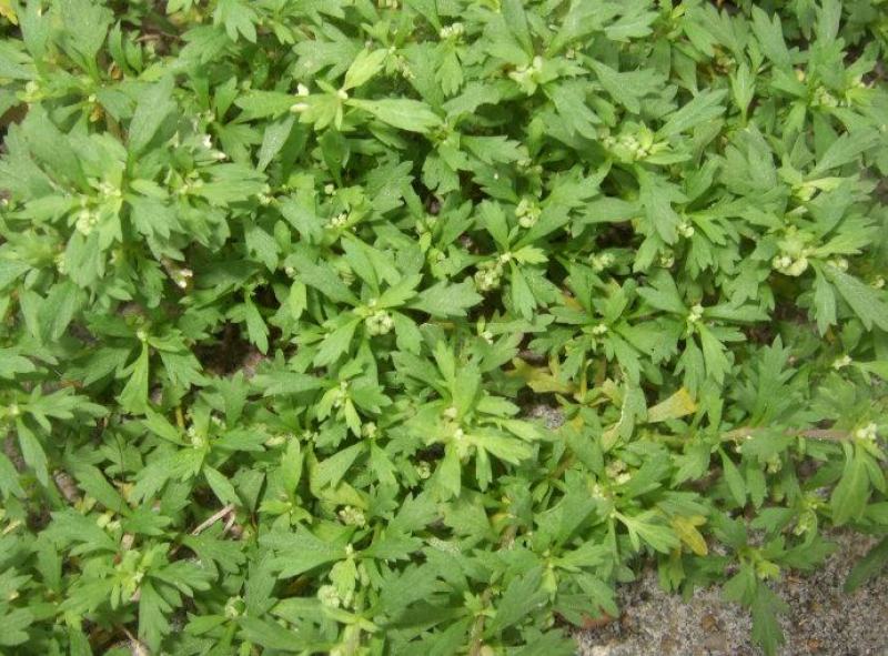 鹅不食草种子鹅不食草苗鲜草鹅不食草种苗食胡荽种子鹅不食草