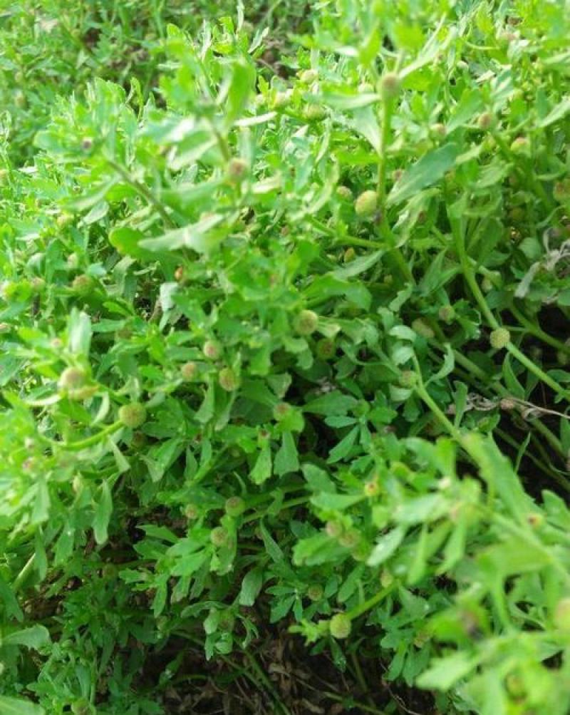 鹅不食草种子鹅不食草苗鲜草鹅不食草种苗食胡荽种子鹅不食草