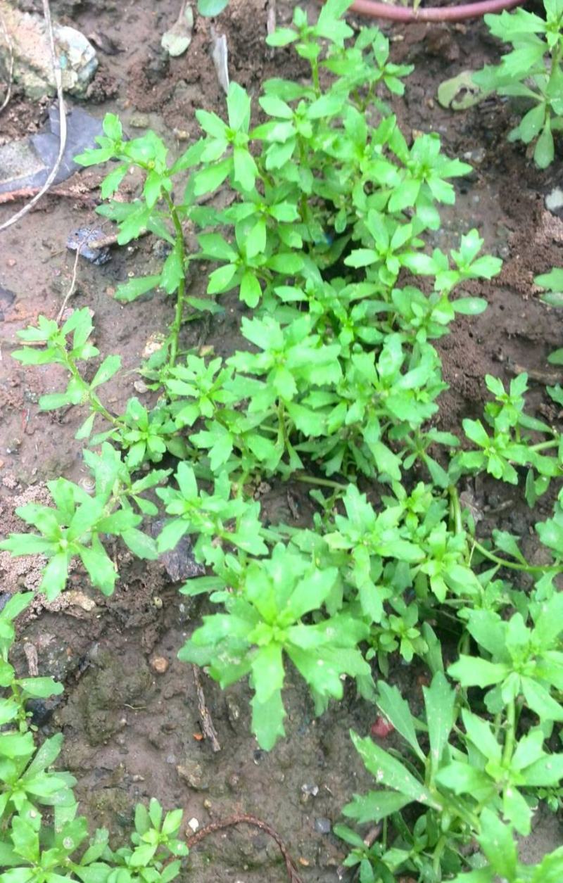 鹅不食草种子鹅不食草苗鲜草鹅不食草种苗食胡荽种子鹅不食草