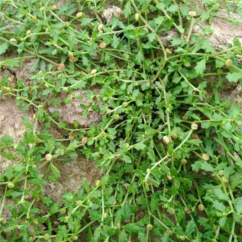 鹅不食草种子鹅不食草苗鲜草鹅不食草种苗食胡荽种子鹅不食草