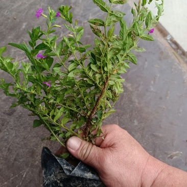 满天星福建种植基地，欢迎新老客户有工地需要用的，来考察