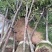 福建山樱花，福建种植基地，欢迎新老客户来咨询，谢谢大家