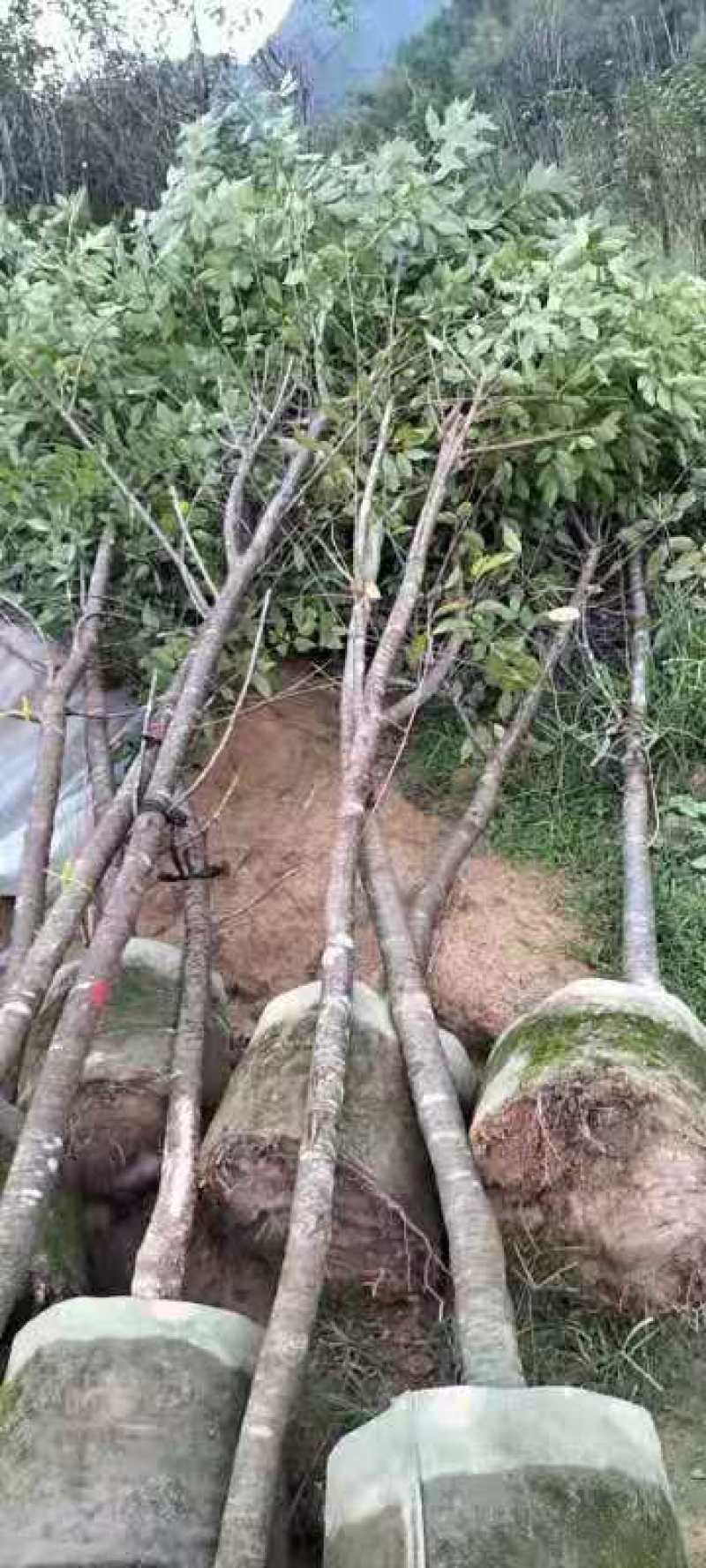 福建山樱花，福建种植基地，欢迎新老客户来咨询，谢谢大家
