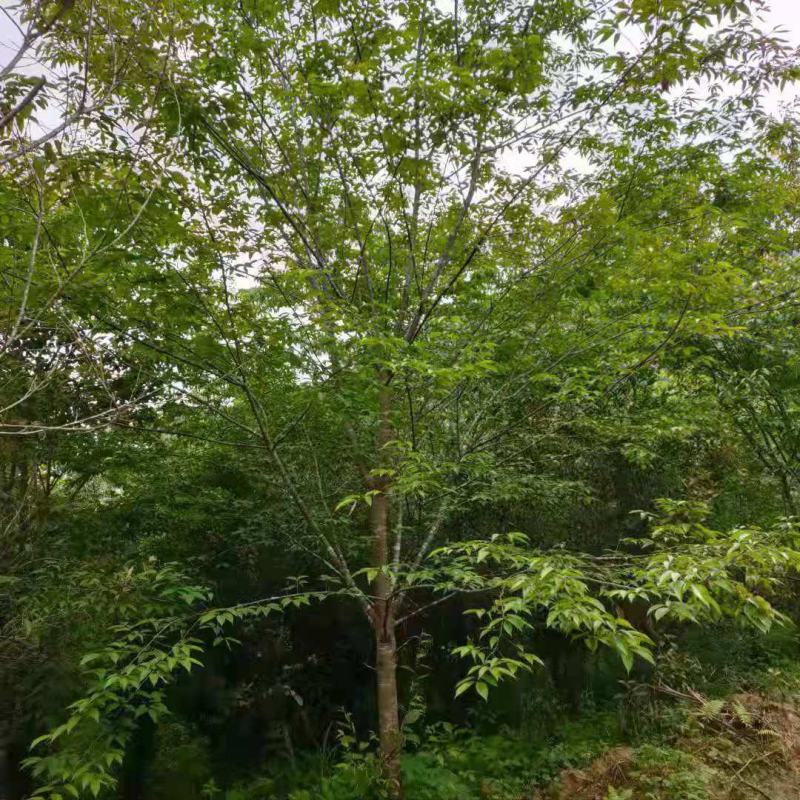 福建山樱花，福建种植基地，欢迎新老客户来咨询，谢谢大家