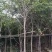 福建山樱花，福建种植基地，欢迎新老客户来咨询，谢谢大家