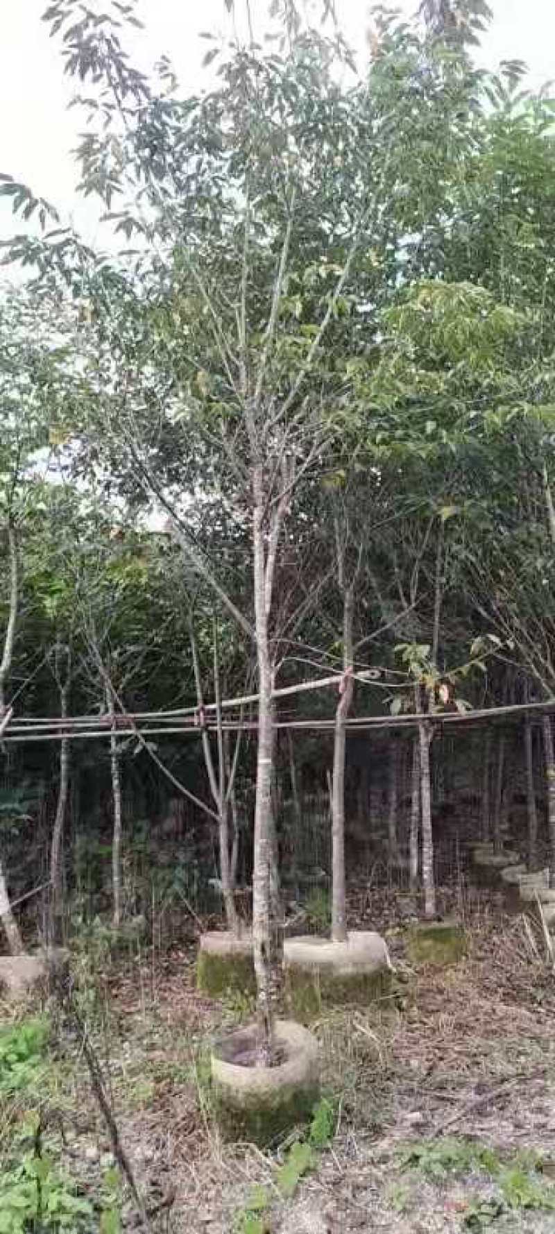 福建山樱花，福建种植基地，欢迎新老客户来咨询，谢谢大家