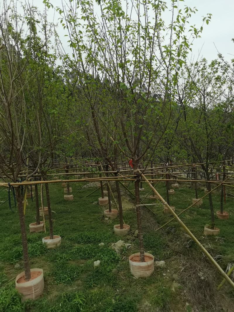福建山樱花，福建种植基地，欢迎新老客户来咨询，谢谢大家