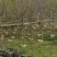 福建山樱花，福建种植基地，欢迎新老客户来咨询，谢谢大家
