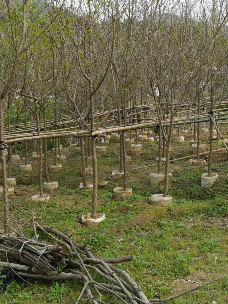 福建山樱花，福建种植基地，欢迎新老客户来咨询，谢谢大家