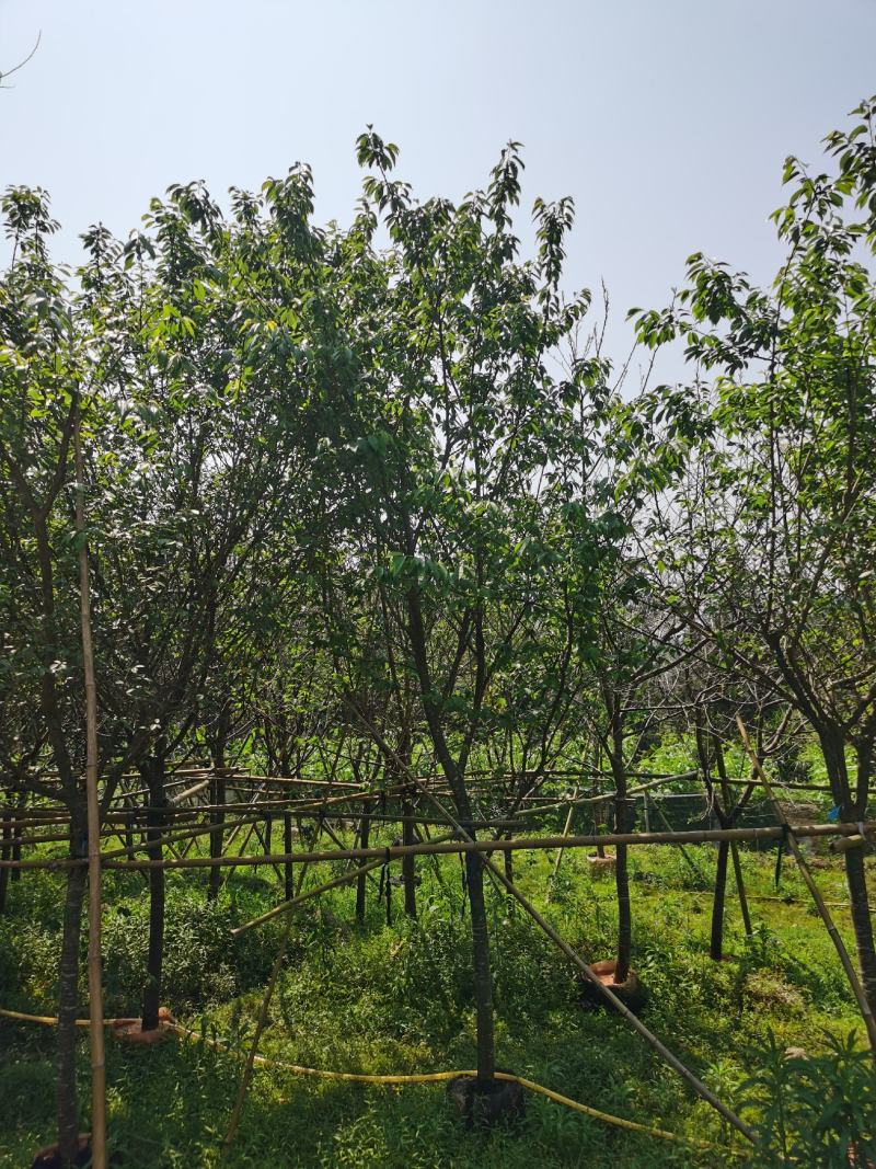 福建山樱花，福建种植基地，欢迎新老客户来咨询，谢谢大家