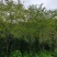 福建山樱花，福建种植基地，欢迎新老客户来咨询，谢谢大家