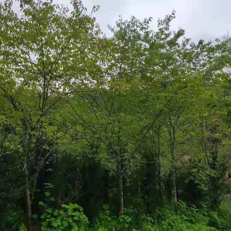 福建山樱花，福建种植基地，欢迎新老客户来咨询，谢谢大家