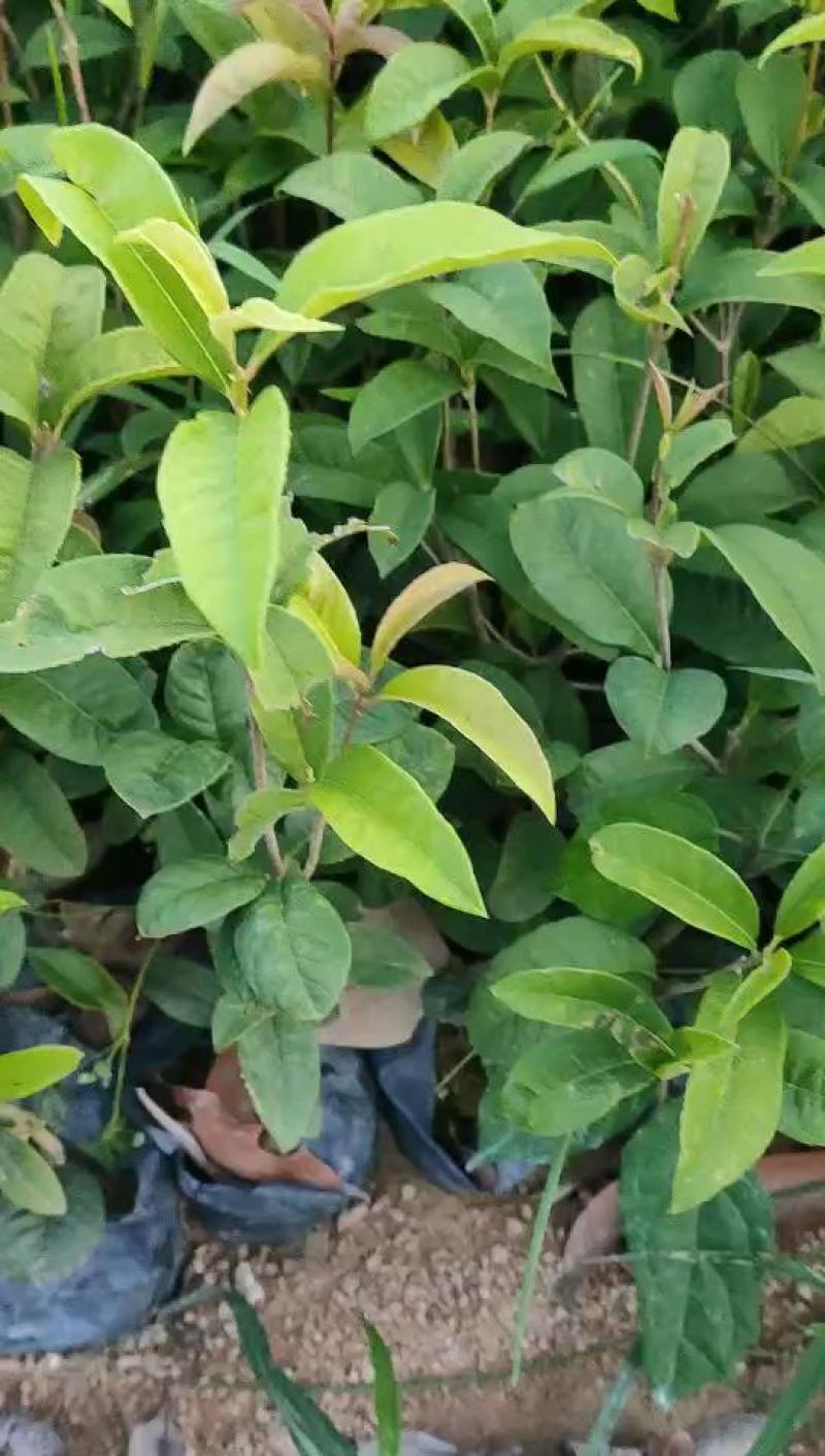 四季桂花，福建省桂花种植基地，欢迎新老客户来实地考察