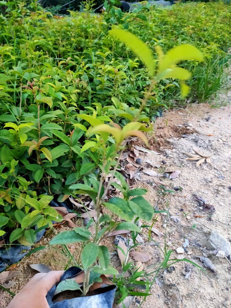 四季桂花，福建省桂花种植基地，欢迎新老客户来实地考察
