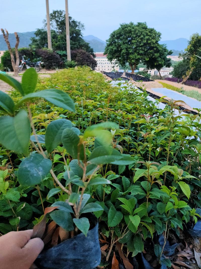 四季桂花，福建省桂花种植基地，欢迎新老客户来实地考察