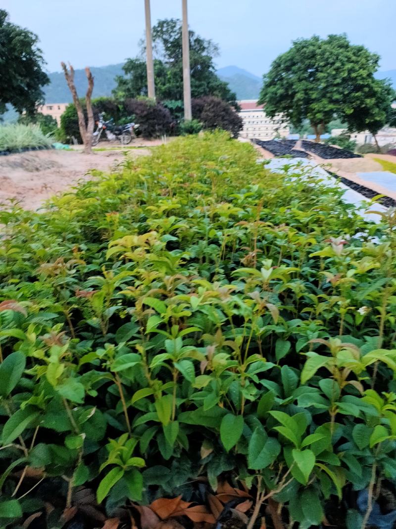 四季桂花，福建省桂花种植基地，欢迎新老客户来实地考察