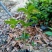 四季桂花，福建省桂花种植基地，欢迎新老客户来实地考察