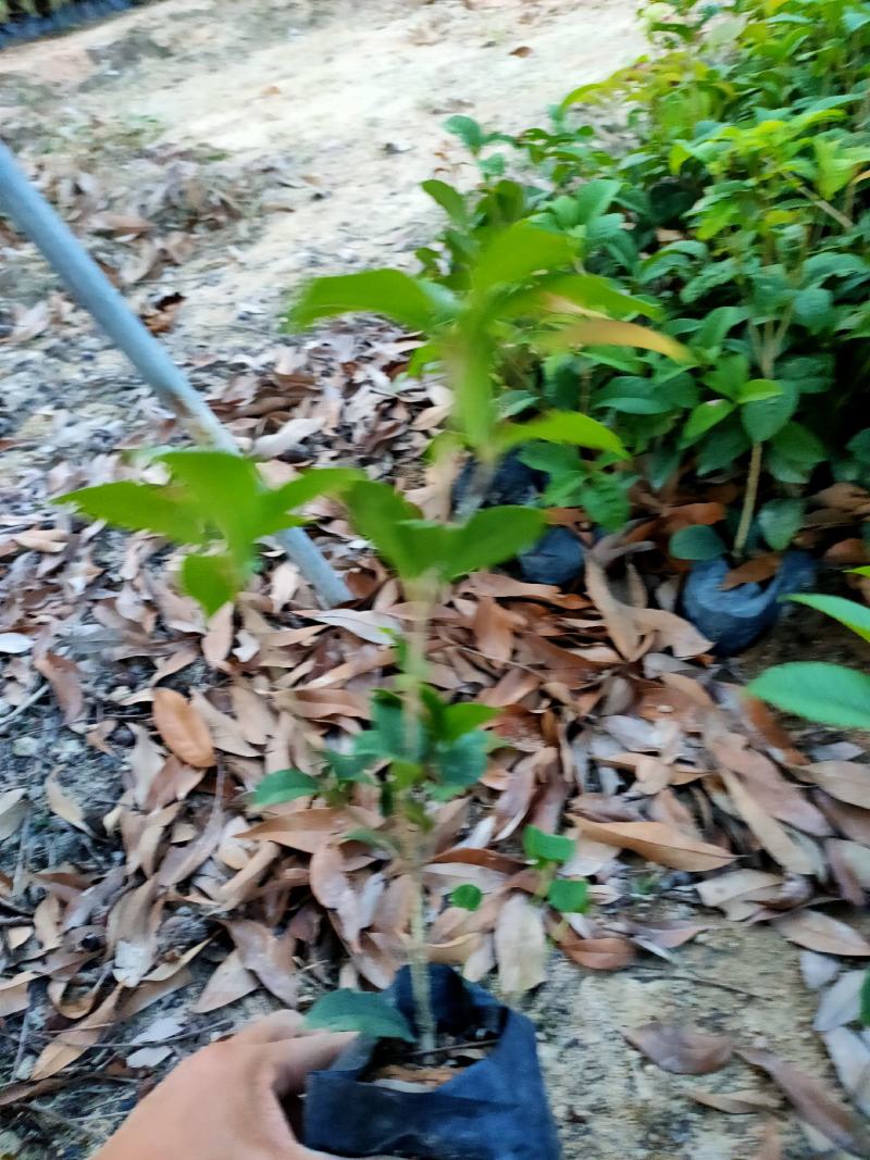 四季桂花，福建省桂花种植基地，欢迎新老客户来实地考察