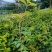 四季桂花，福建省桂花种植基地，欢迎新老客户来实地考察