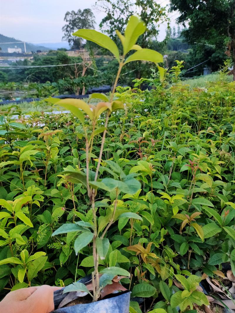 四季桂花，福建省桂花种植基地，欢迎新老客户来实地考察