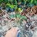 四季桂花，福建省桂花种植基地，欢迎新老客户来实地考察