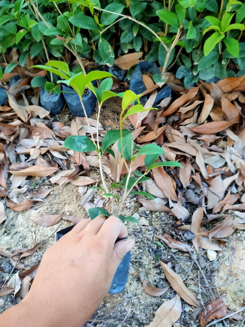 四季桂花，福建省桂花种植基地，欢迎新老客户来实地考察