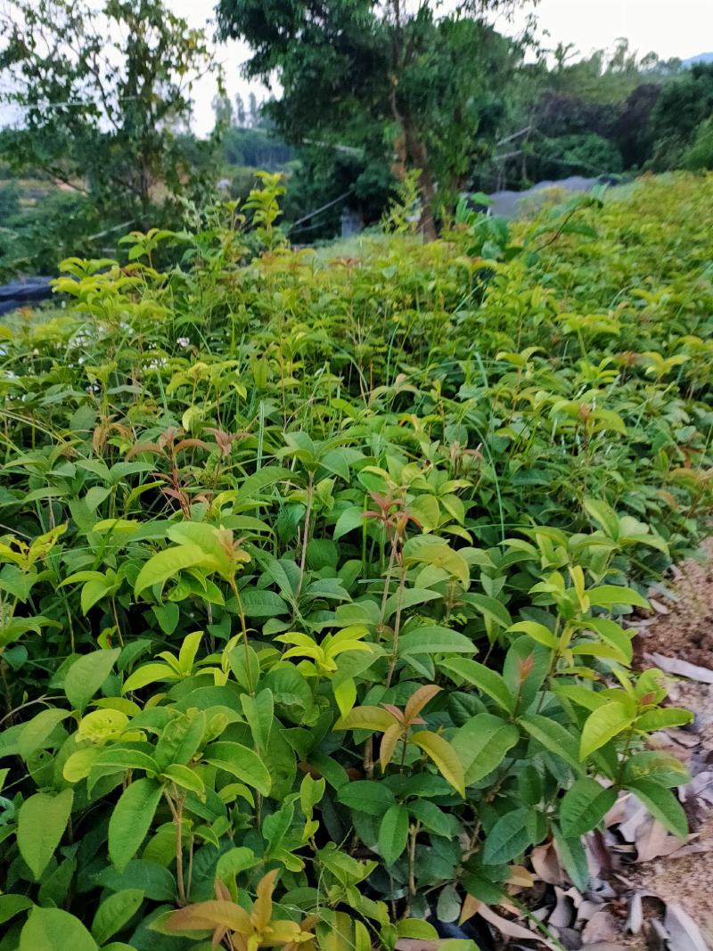 四季桂花，福建省桂花种植基地，欢迎新老客户来实地考察