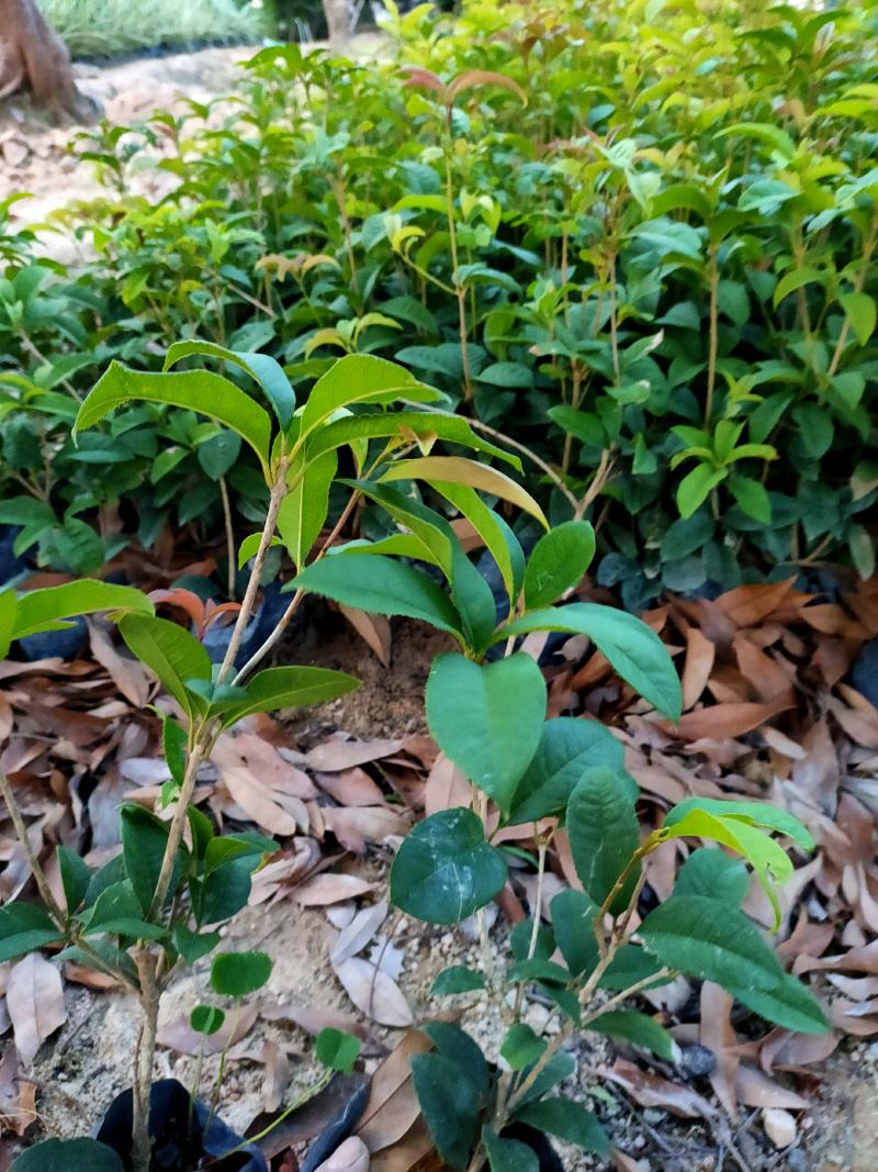 四季桂花，福建省桂花种植基地，欢迎新老客户来实地考察