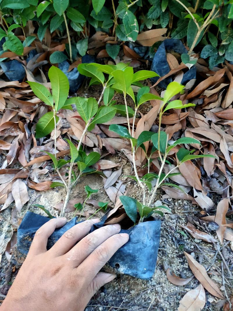 四季桂花，福建省桂花种植基地，欢迎新老客户来实地考察