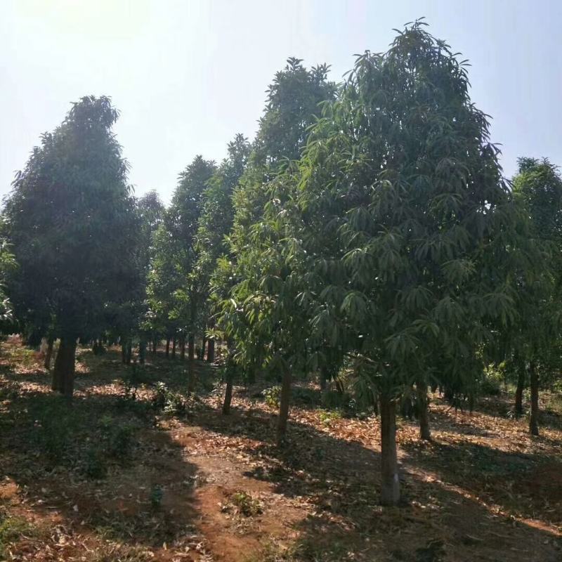 供应棱角三矾12-15公分棱角三矾树苗价格