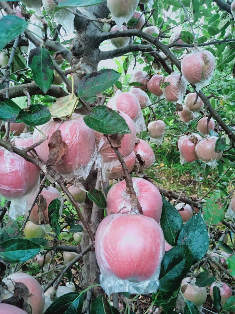 山东红富士苹果，产地批发出售，个头大，颜色鲜艳，果园现摘