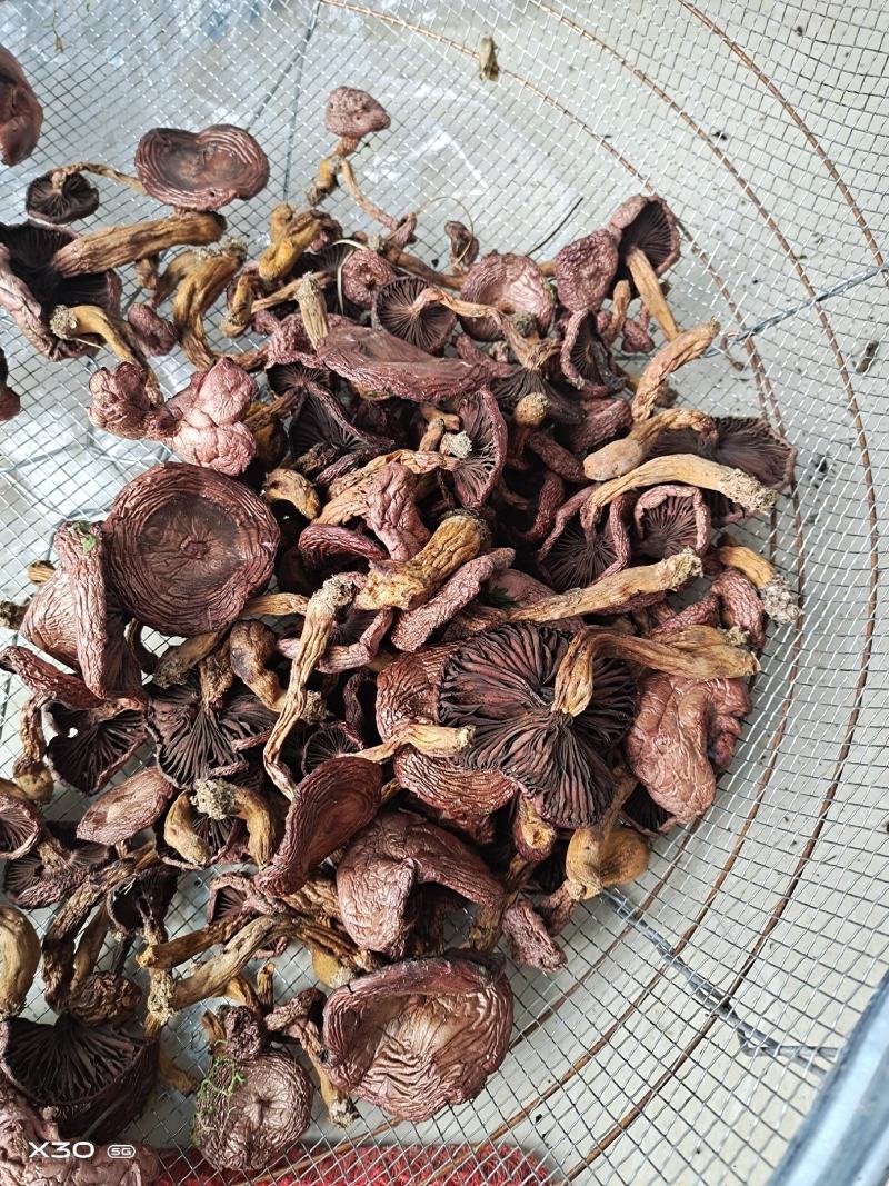辽宁2026铆钉菇，红蘑，红松伞肉蘑需要尖货的来