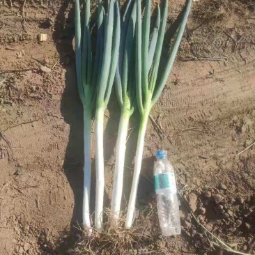 精品日本铁杆大葱，葱白长，基地货大量上市，质量保证。