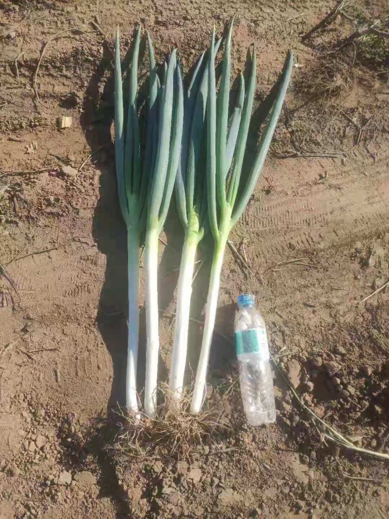 精品日本铁杆大葱，葱白长，基地货大量上市，质量保证。
