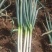 精品日本铁杆大葱，葱白长，基地货大量上市，质量保证。